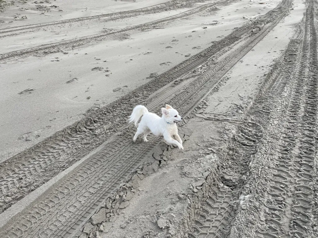 Penny at PNW Beach
