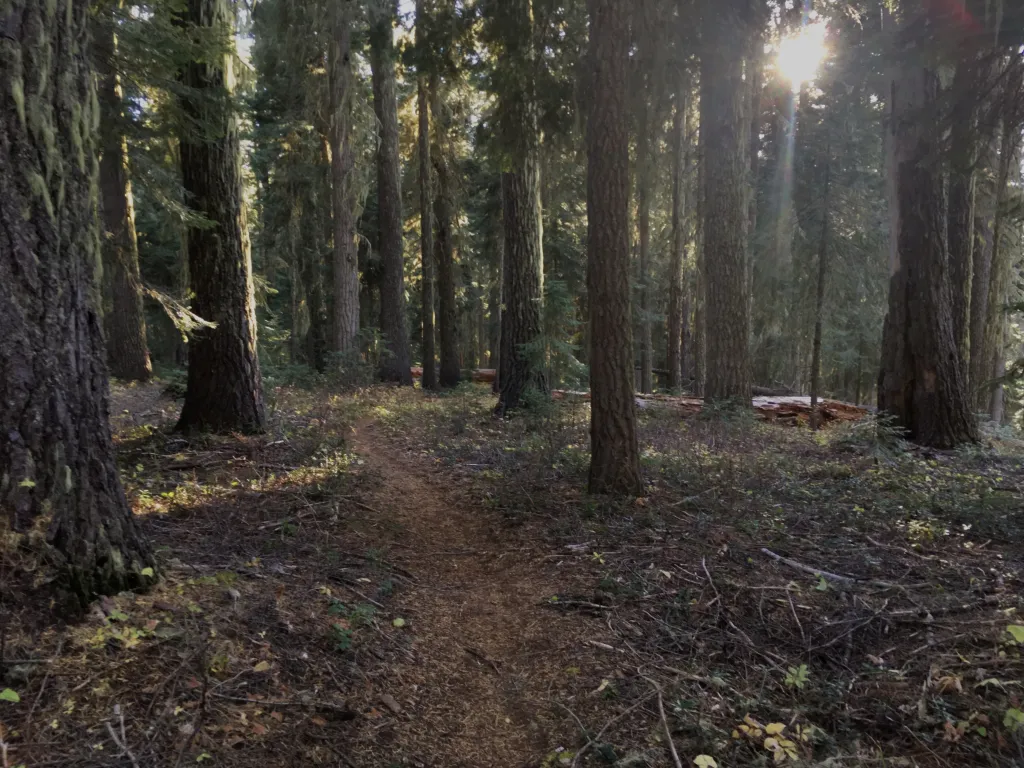 Forest Trail