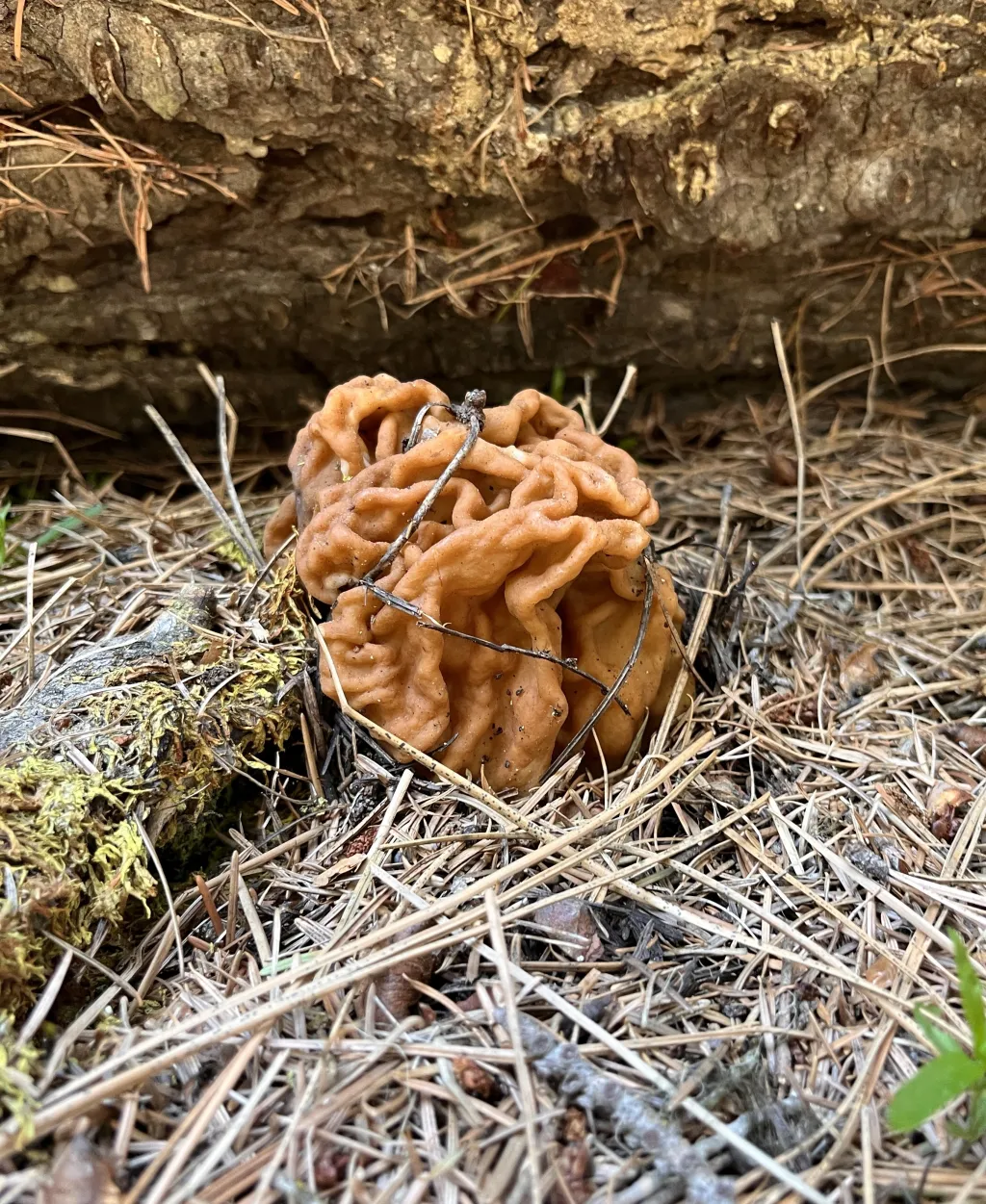 False morel