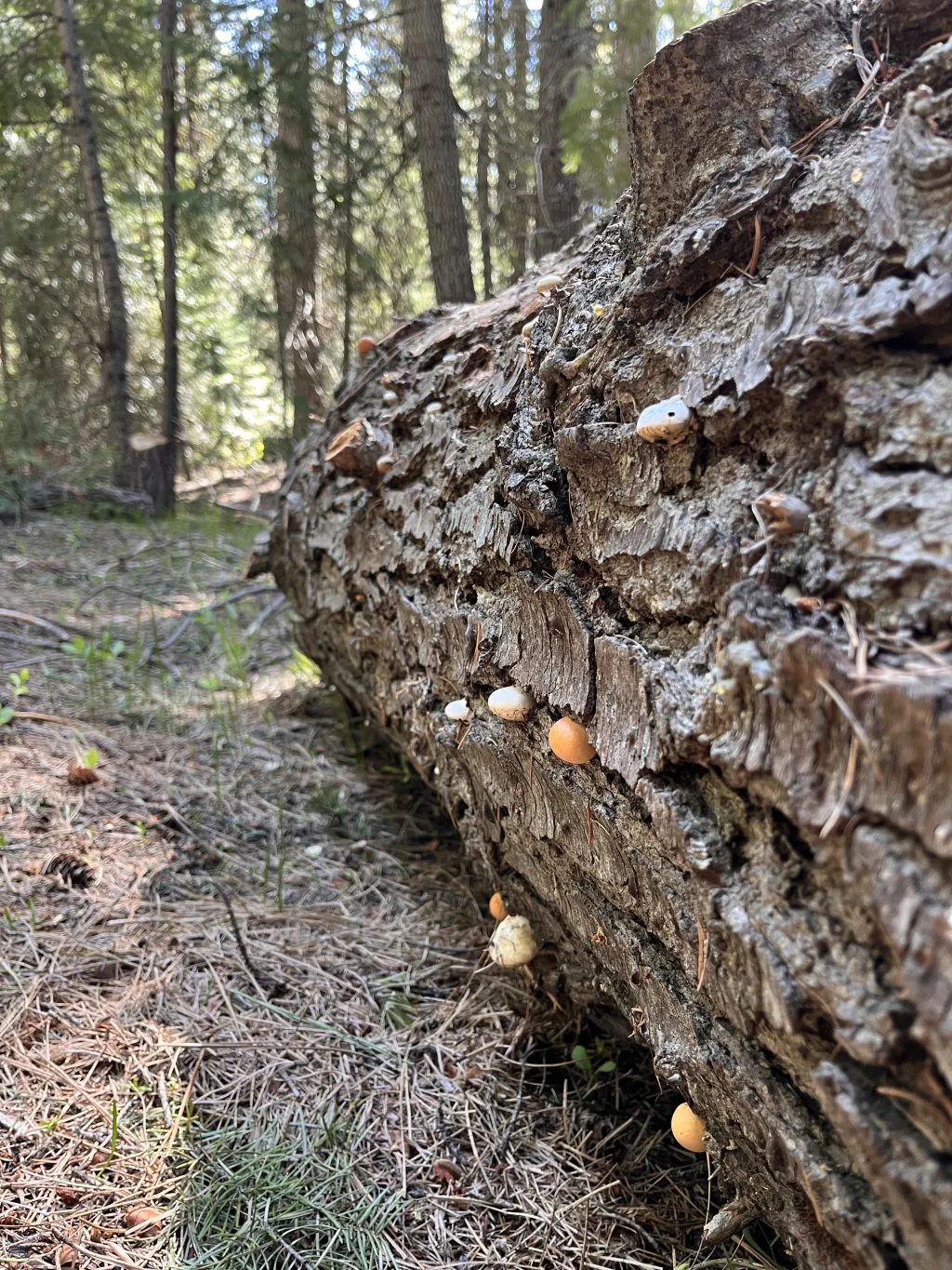 Other cool fungi