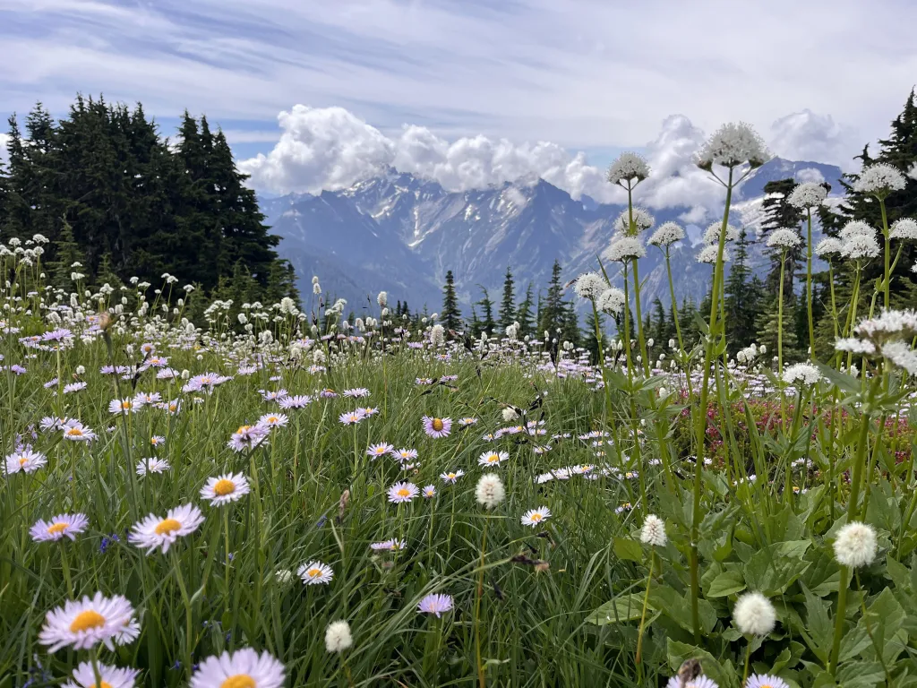 Flower Clouds in the Clouds