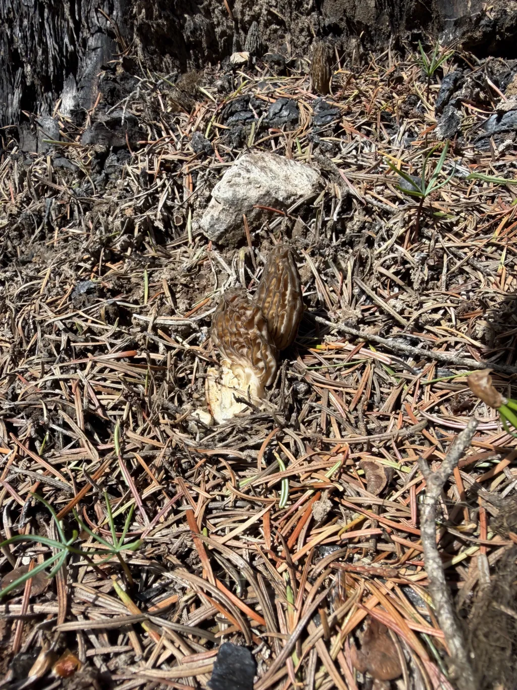 Actually, they're morels
