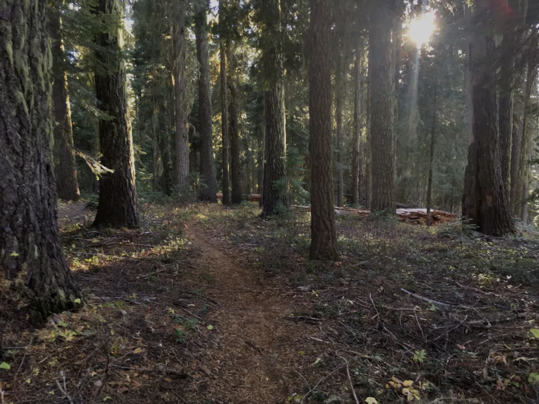 Forest Trail