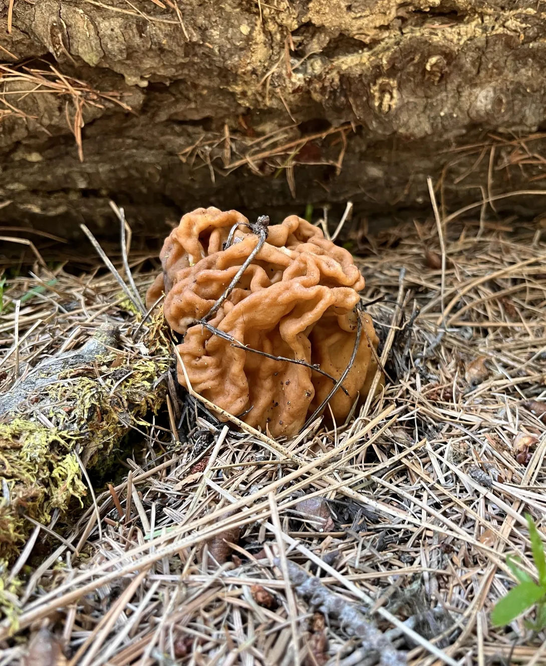 False morel