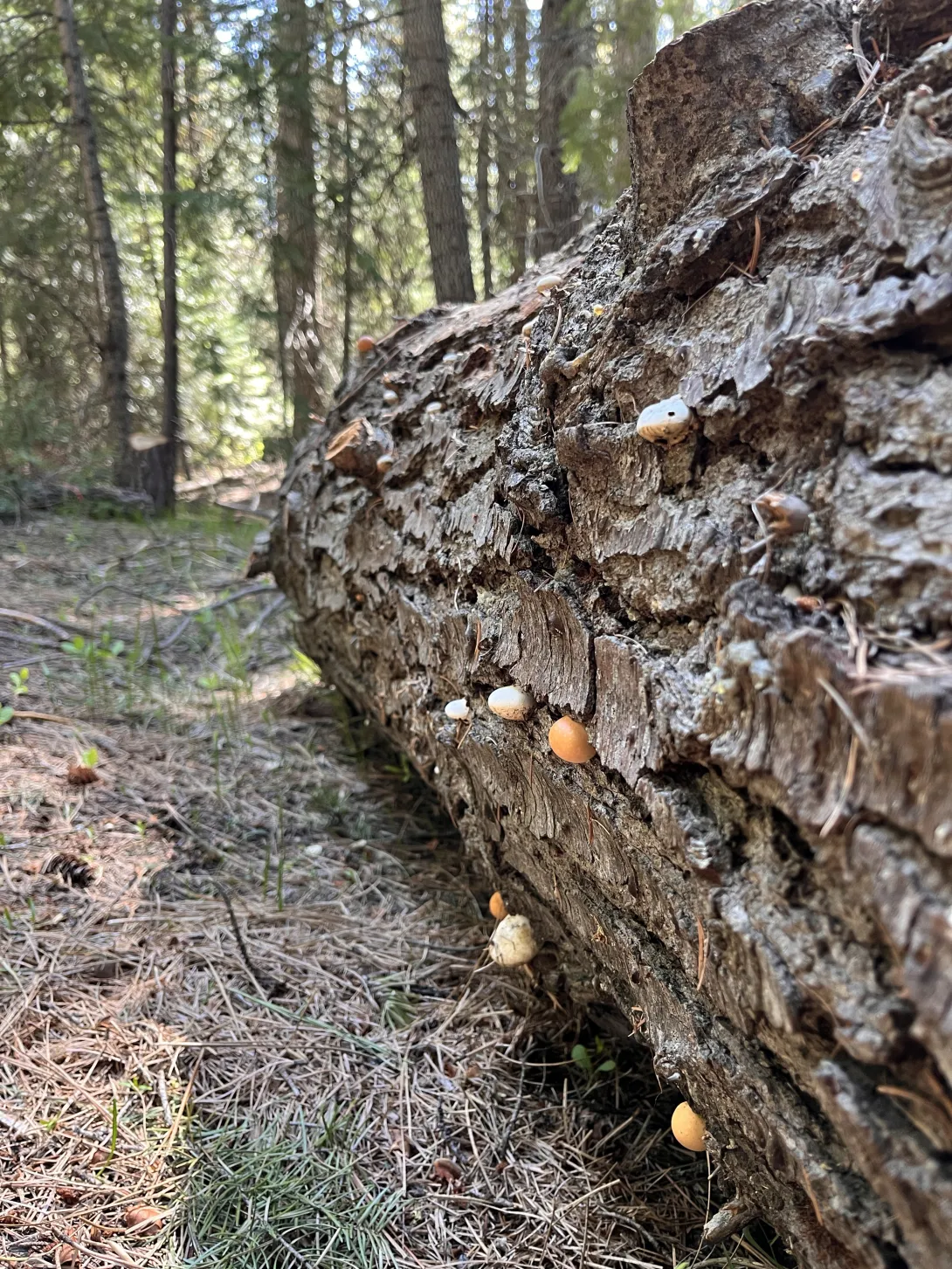 Other cool fungi