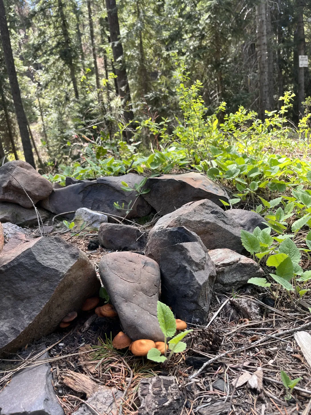 Other cool fungi