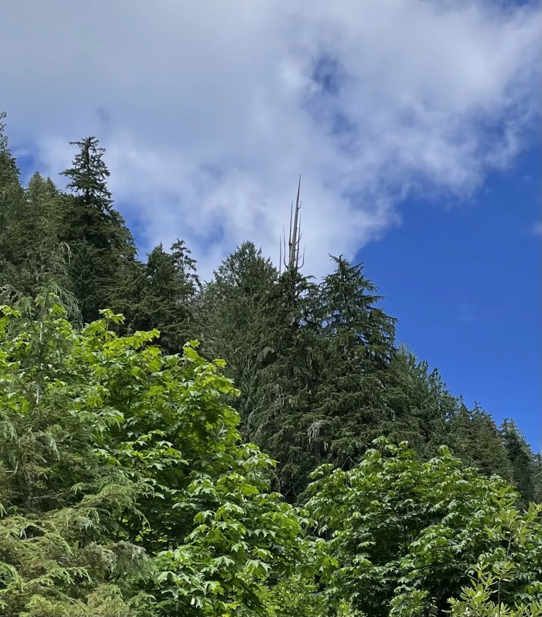Spire