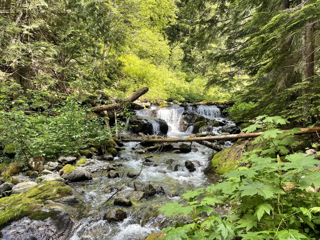Babbling Brook
