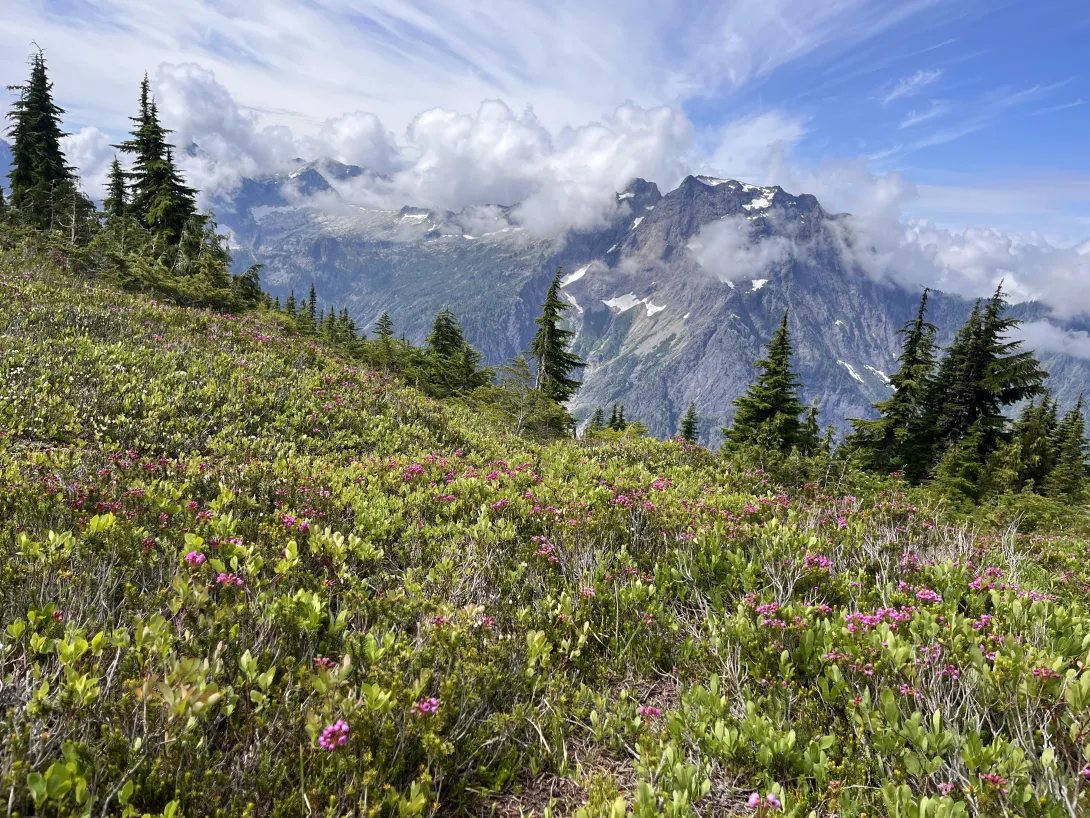Wildflowers on Mt Dickerman
